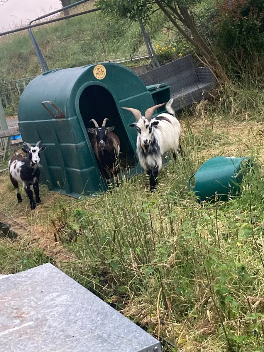 Goats - Image 1