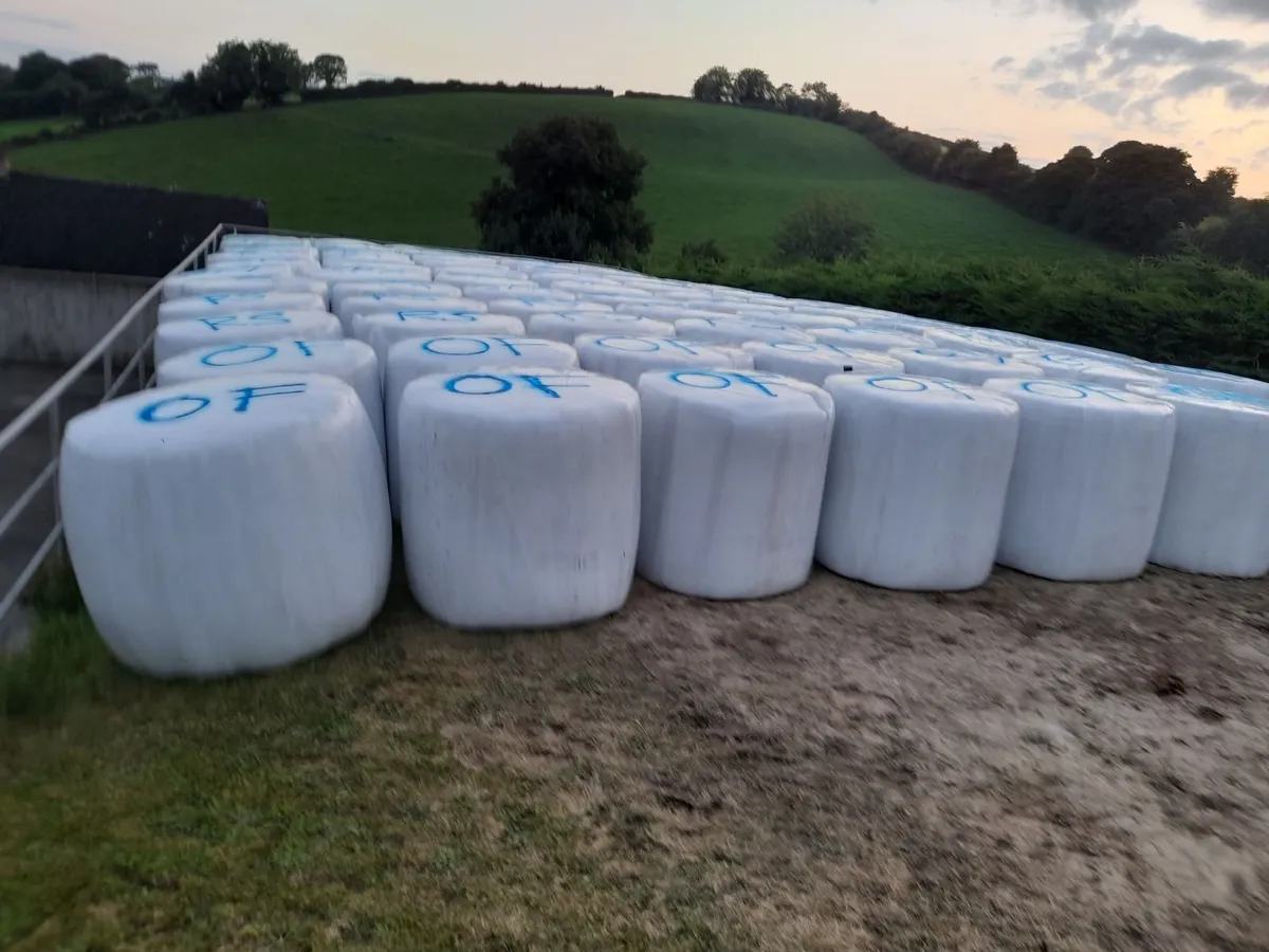 Round bales haylage - Image 2