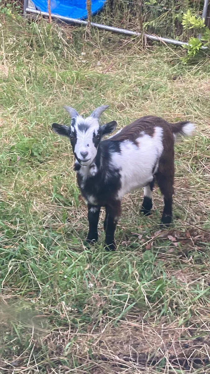 Goats - Image 4