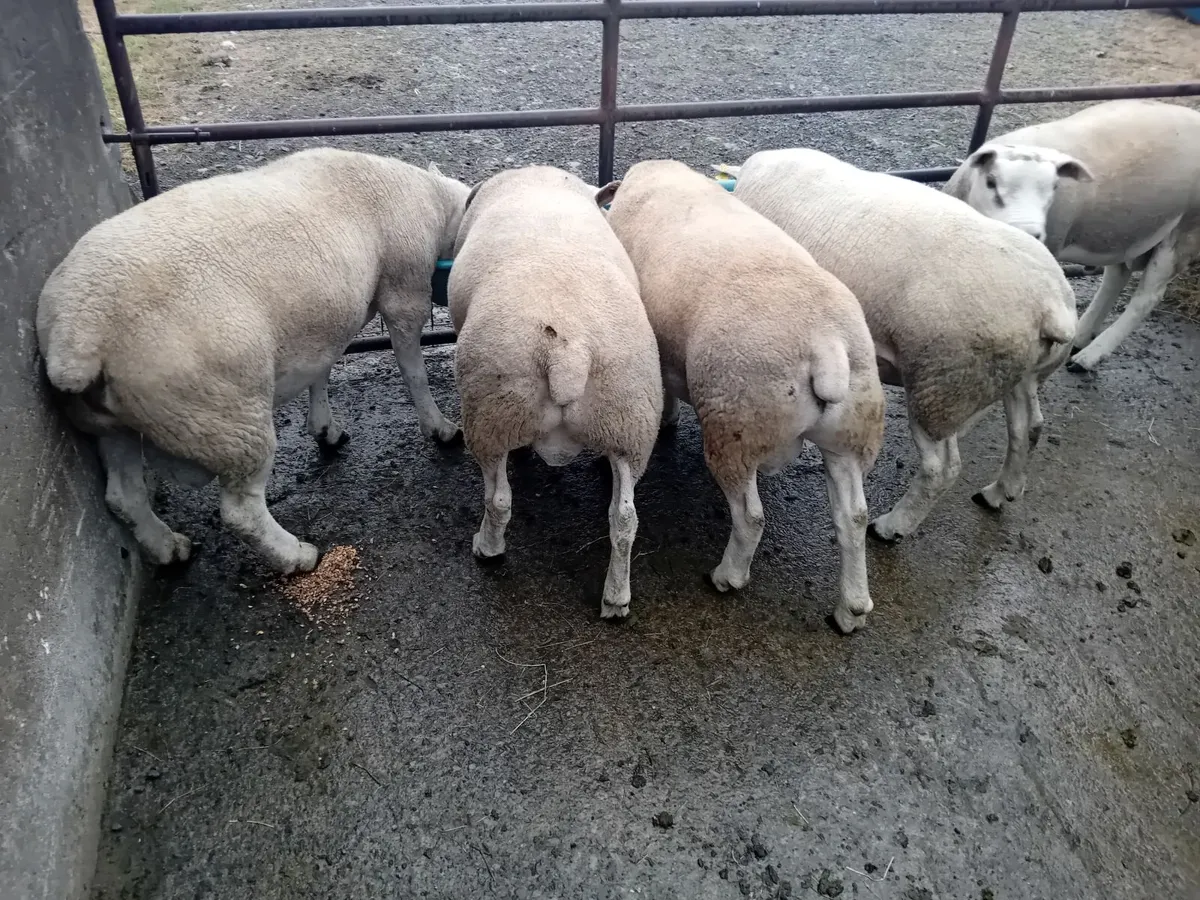 Sufftex and Texel rams - Image 1