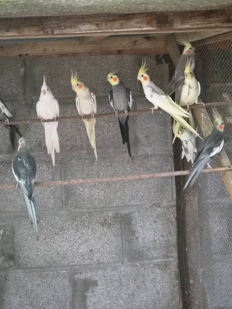Cockatiels - Image 1