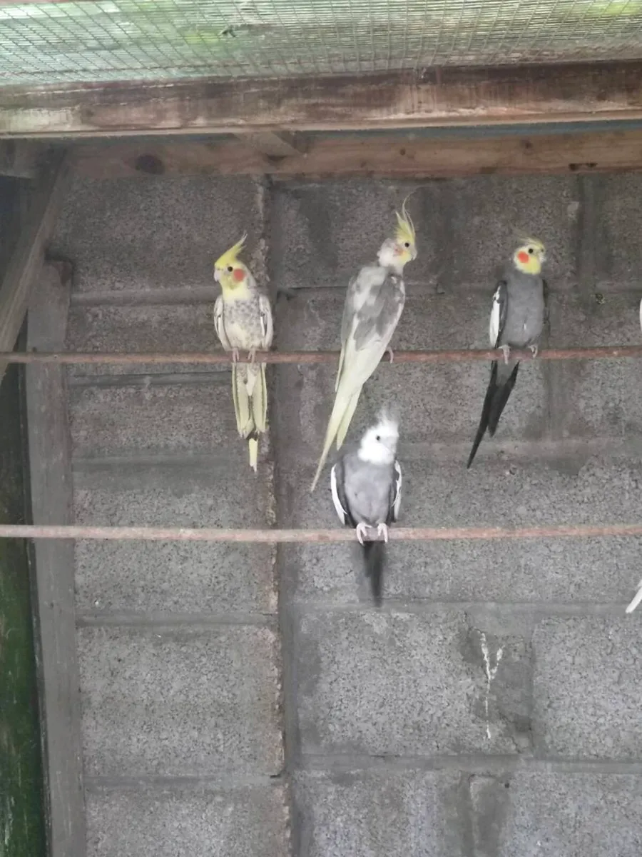 Cockatiels - Image 2
