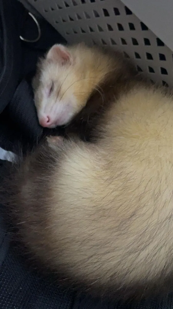 Male ferret - Image 1