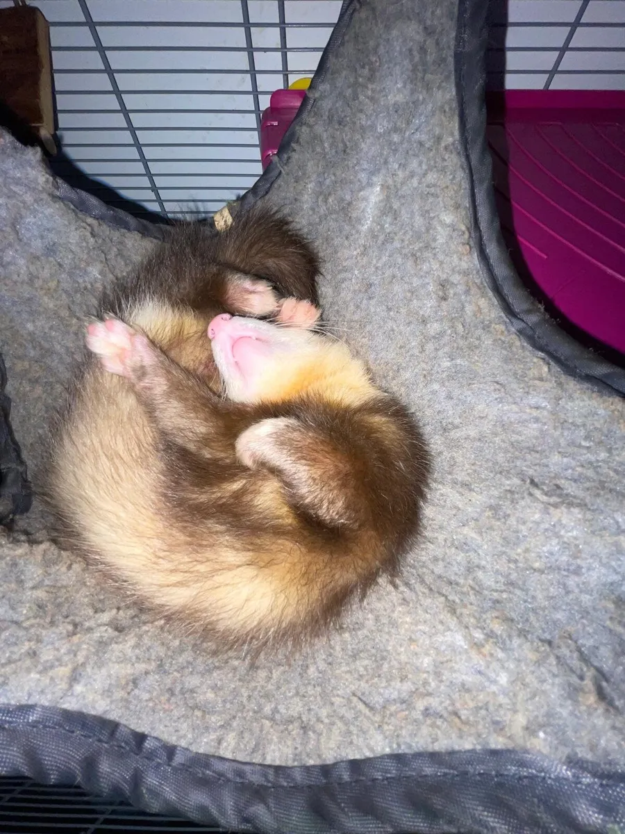 Male ferret - Image 3