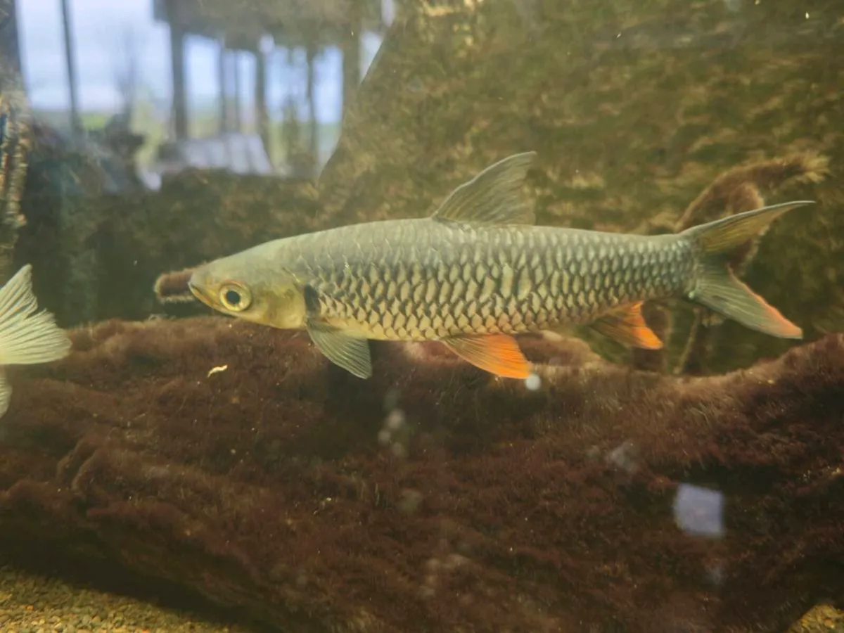 Cigar Shark orange finned - Image 1