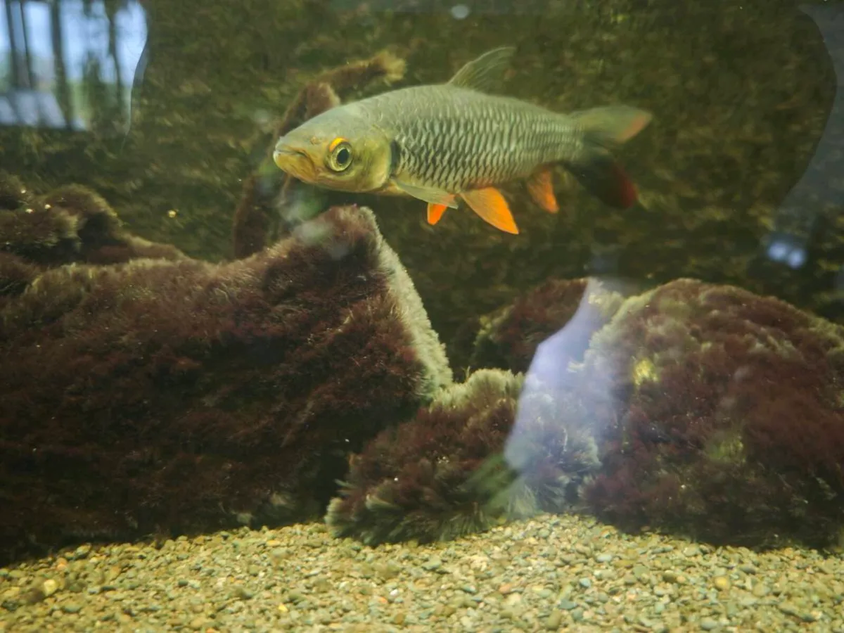 Cigar Shark orange finned - Image 3