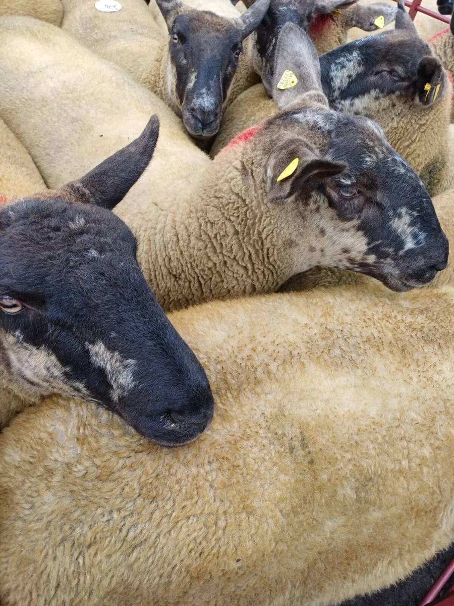 Borris Ewe Breeders Show & Sale - Image 1