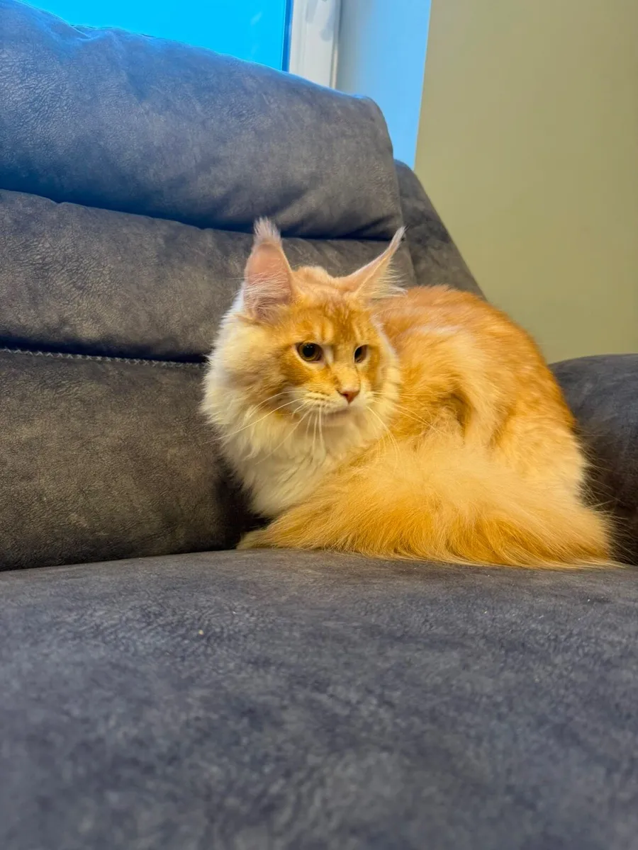 Maine Coon kittens - Image 3