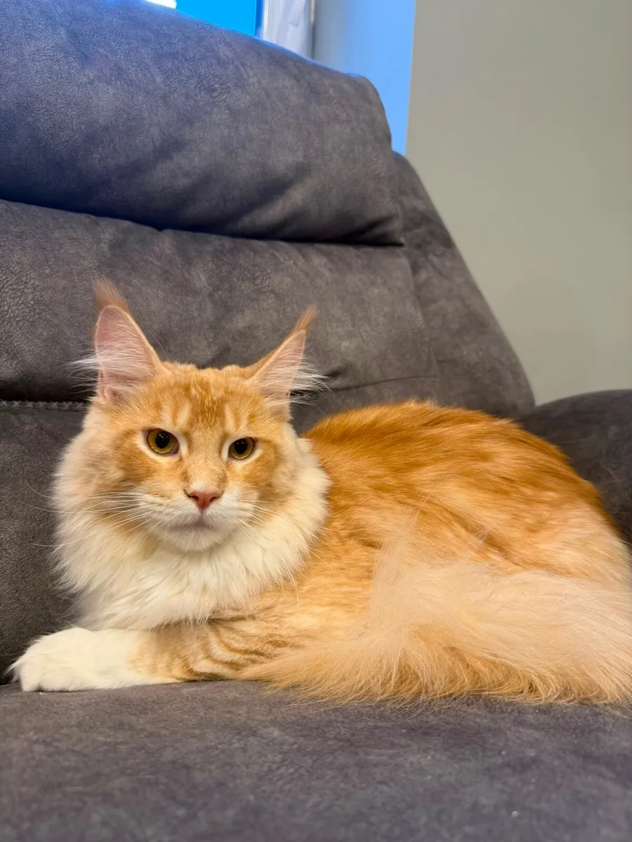 Maine Coon kittens - Image 1