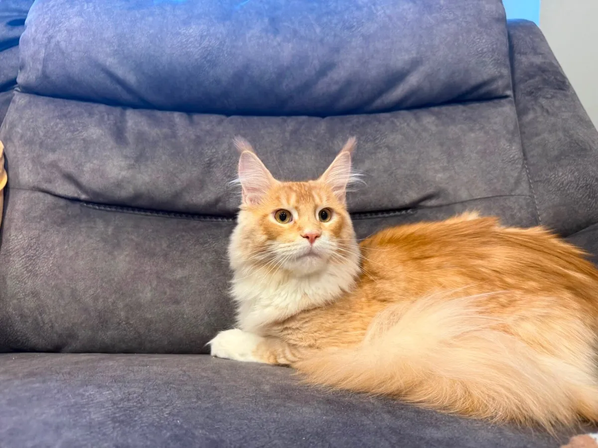 Maine Coon kittens - Image 2