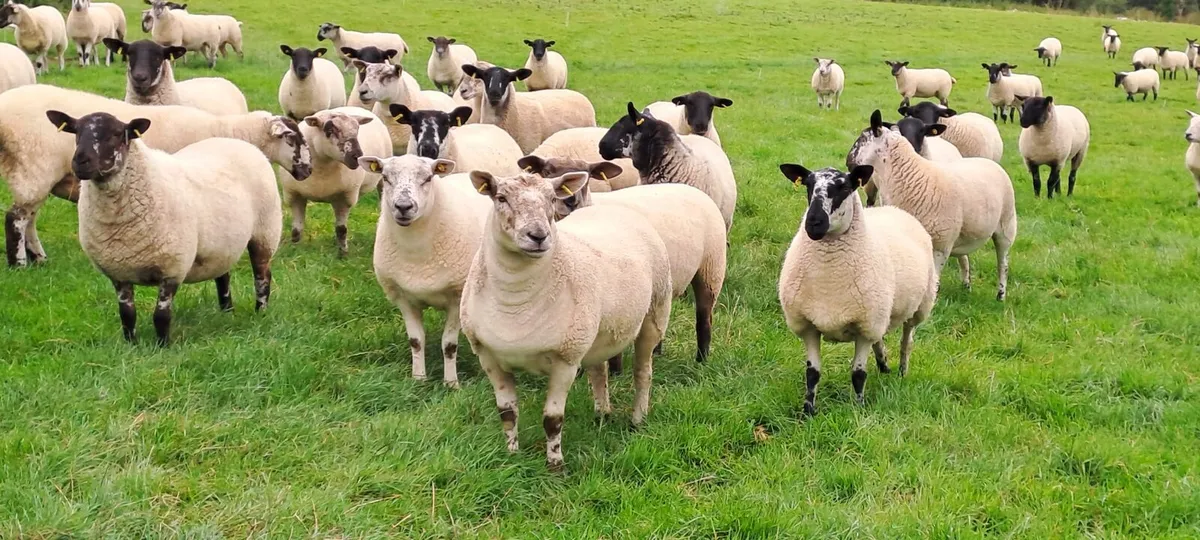 Top Quality Hoggets - Image 1