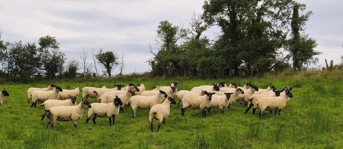 Top Quality Hoggets - Image 2