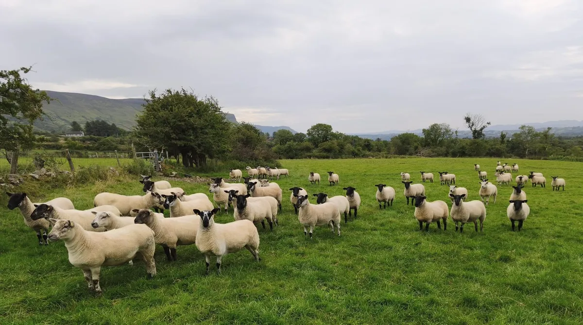 Top Quality Hoggets - Image 3
