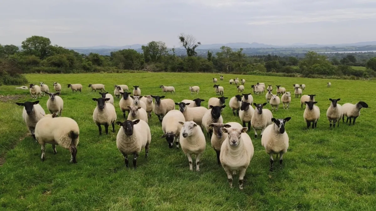 Top Quality Hoggets - Image 4