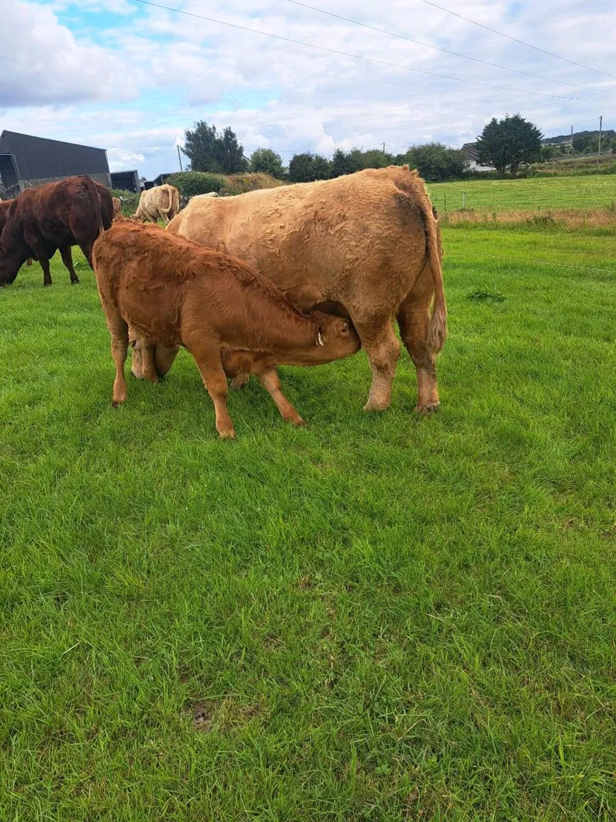 cattle - Image 2