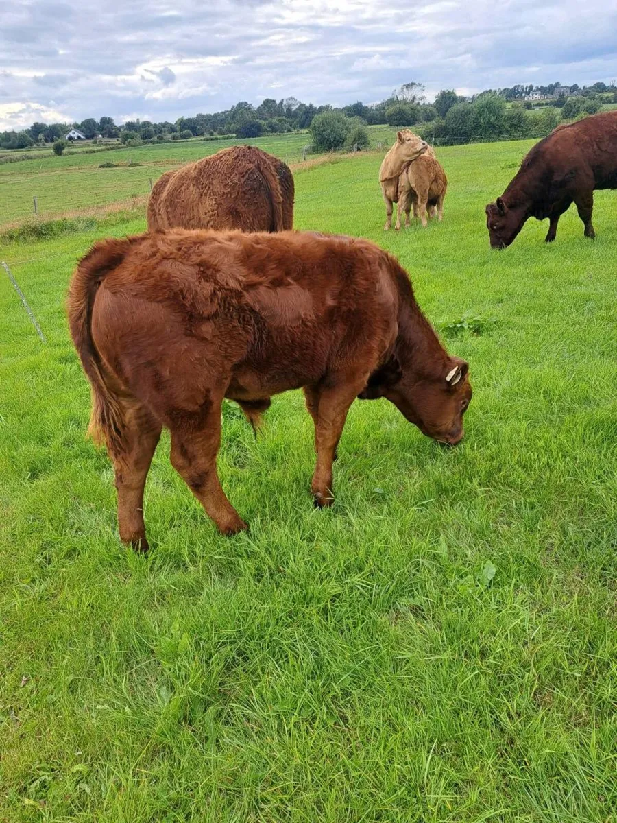 cattle - Image 3