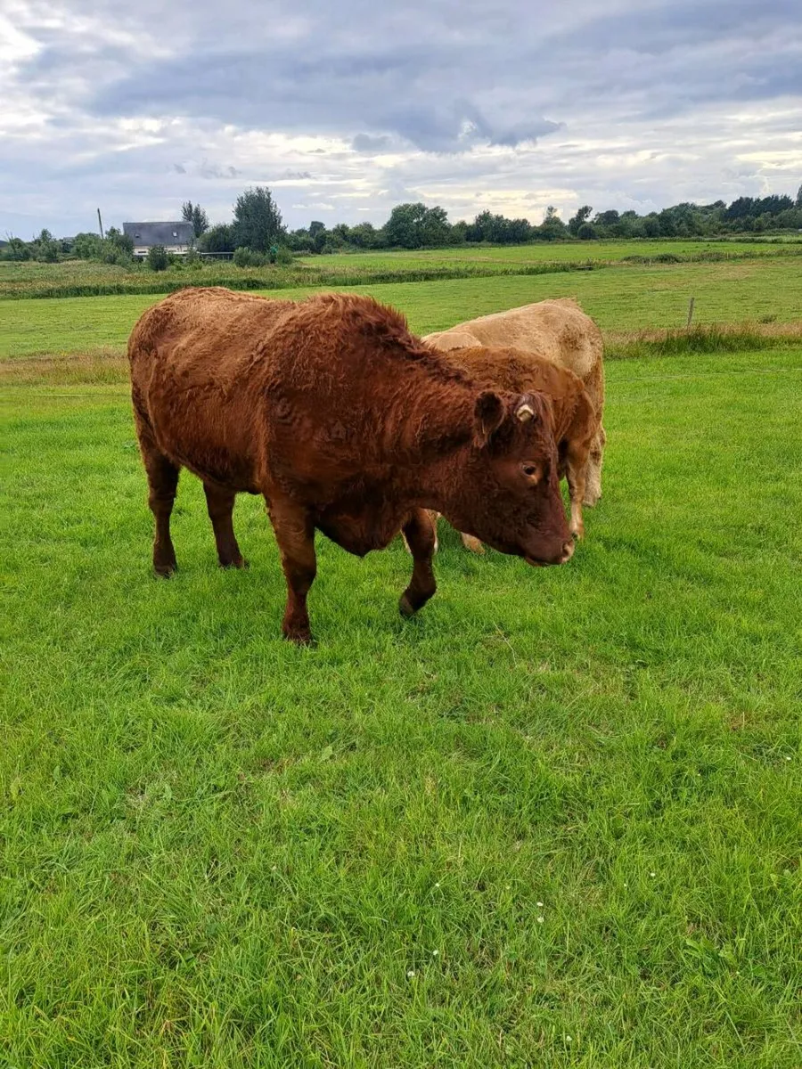 cattle - Image 4