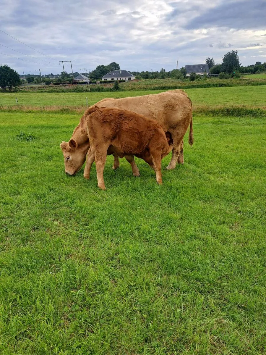 cattle - Image 1