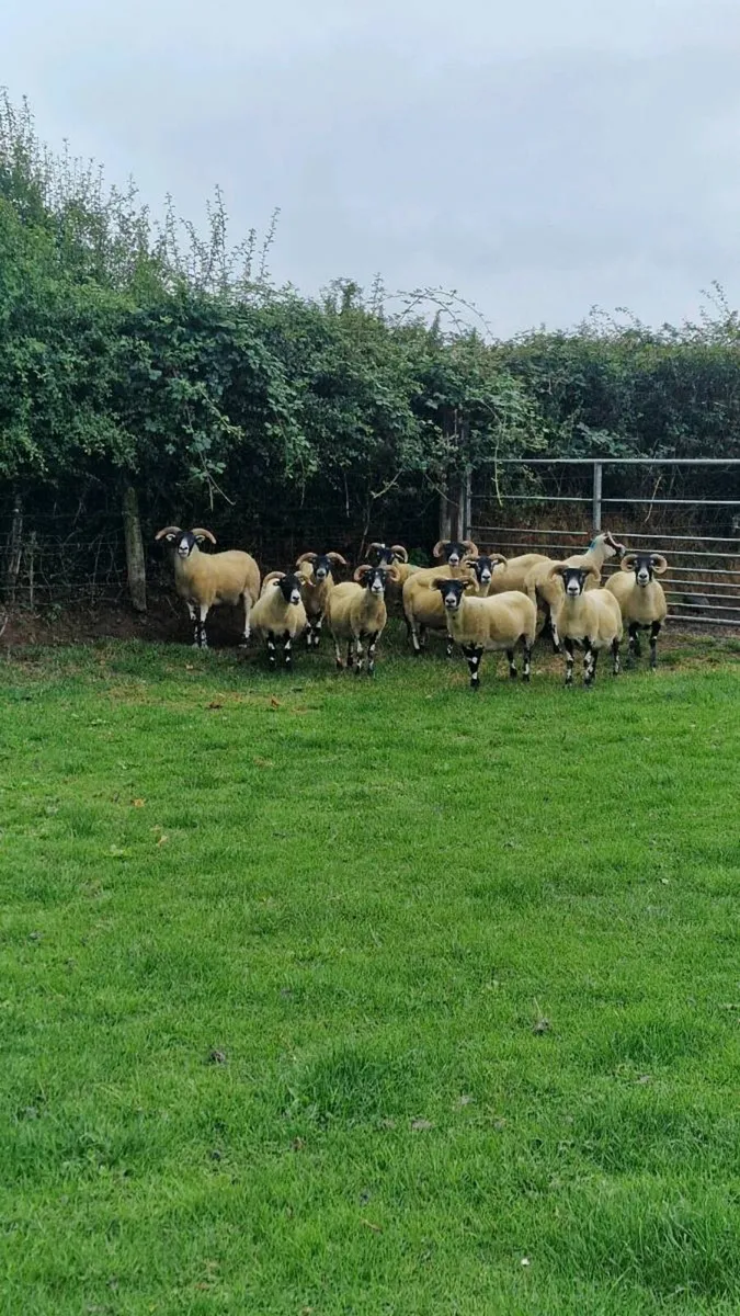 Lanark ewes - Image 4
