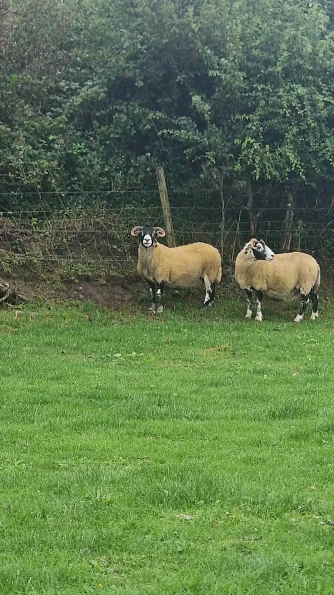 Lanark ewes - Image 1