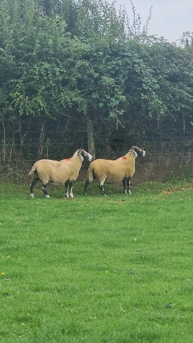 Lanark ewes - Image 2
