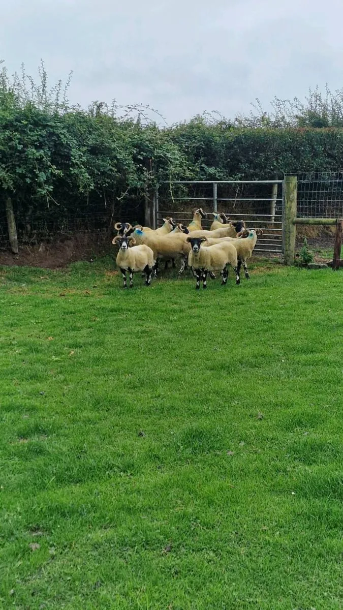 Lanark ewes - Image 3