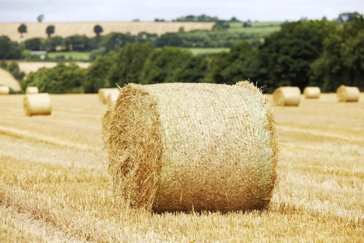 Round Bales Barley Straw
