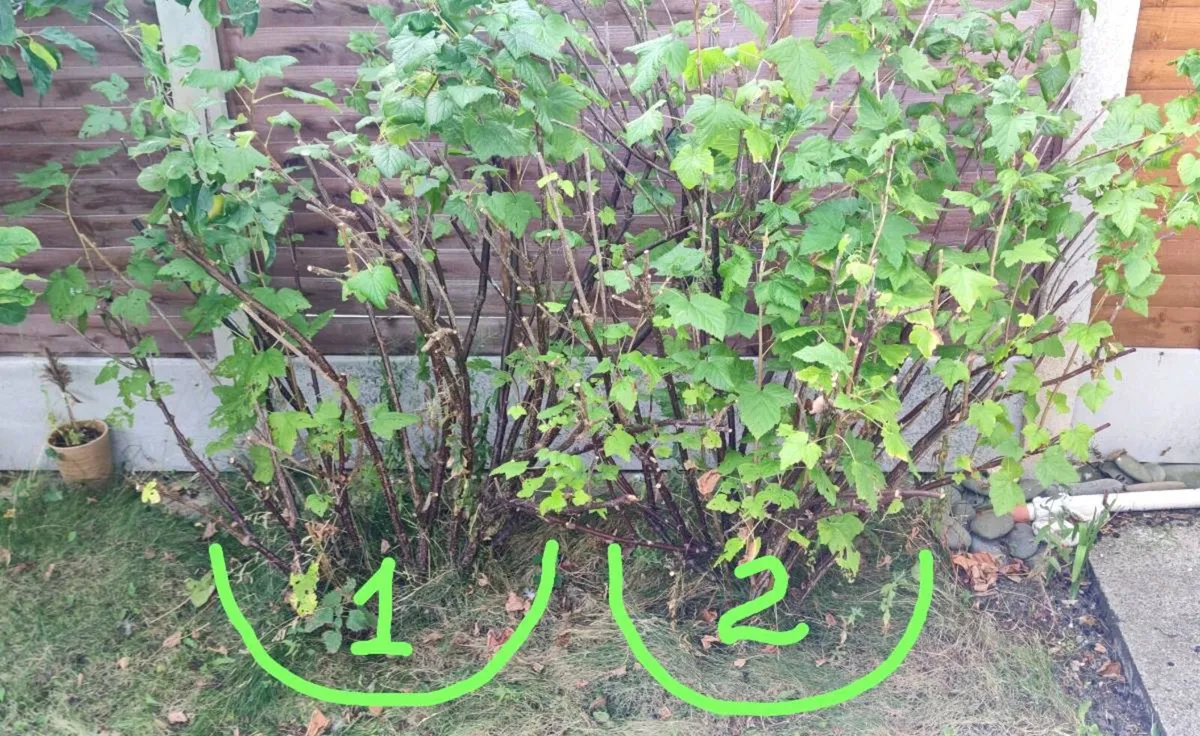Blackcurrant plants