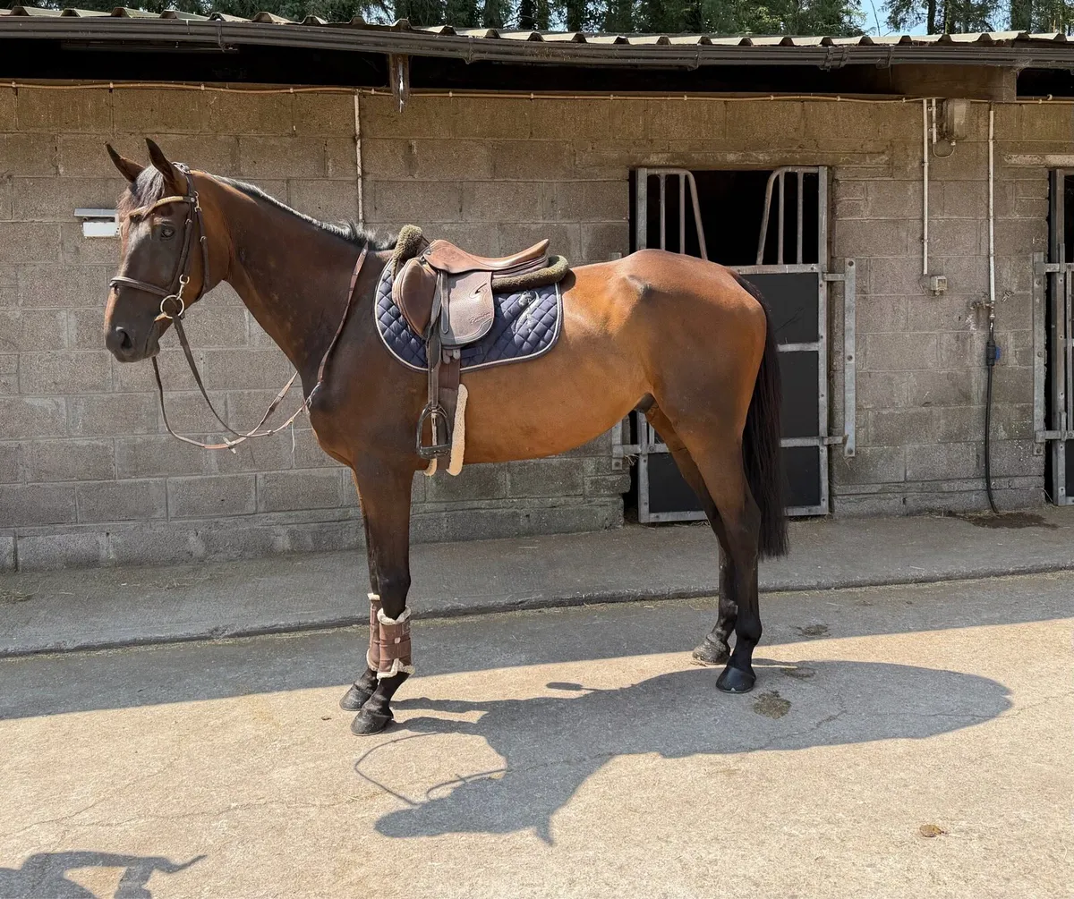 Sweet 7 year old all rounder - Image 1