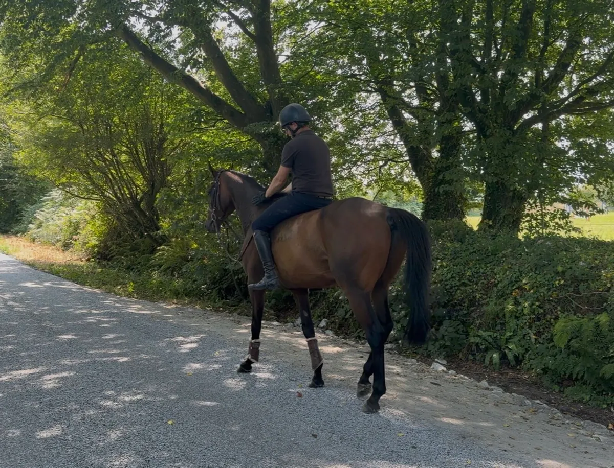 Sweet 7 year old all rounder - Image 3
