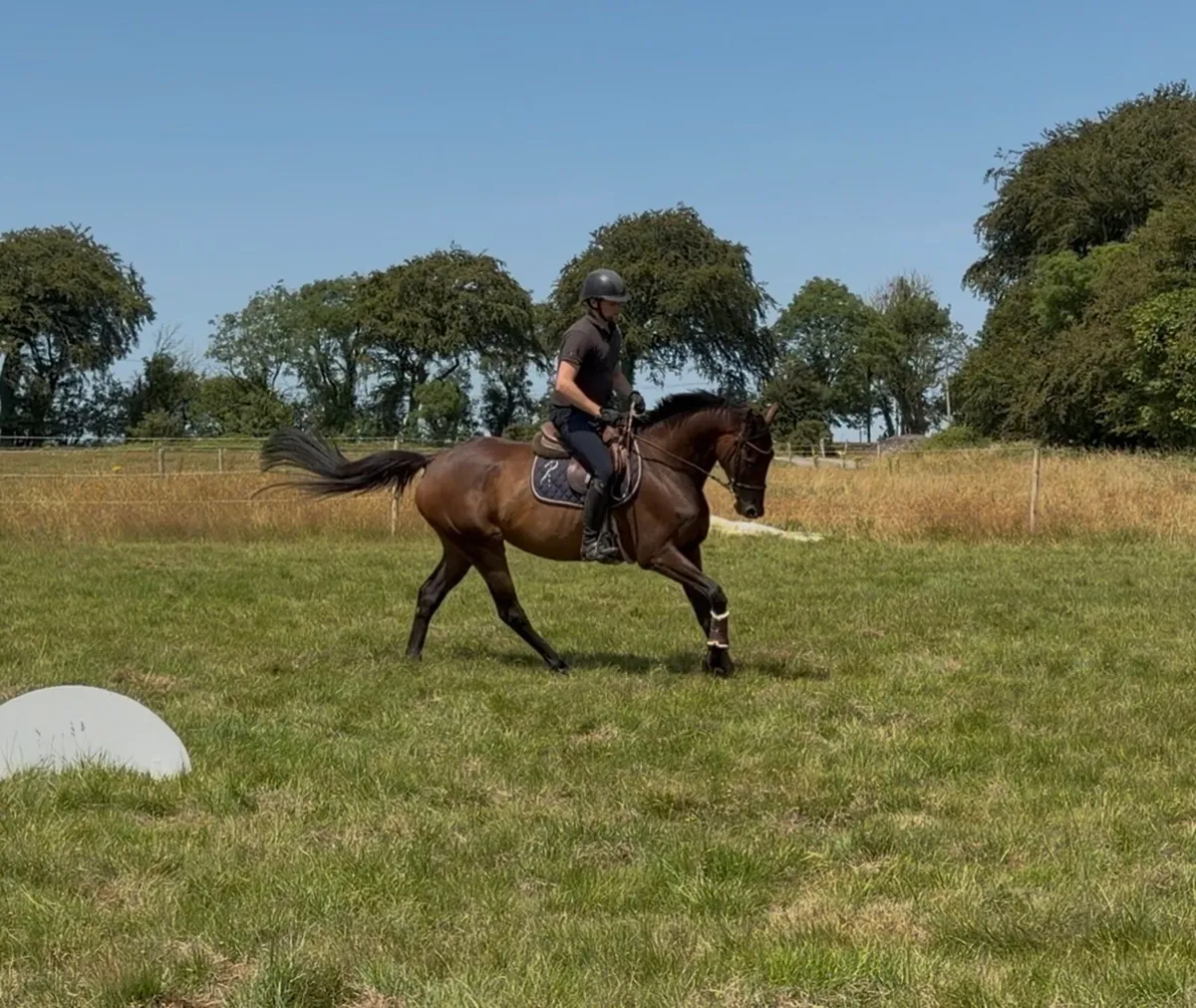 Sweet 7 year old all rounder - Image 2
