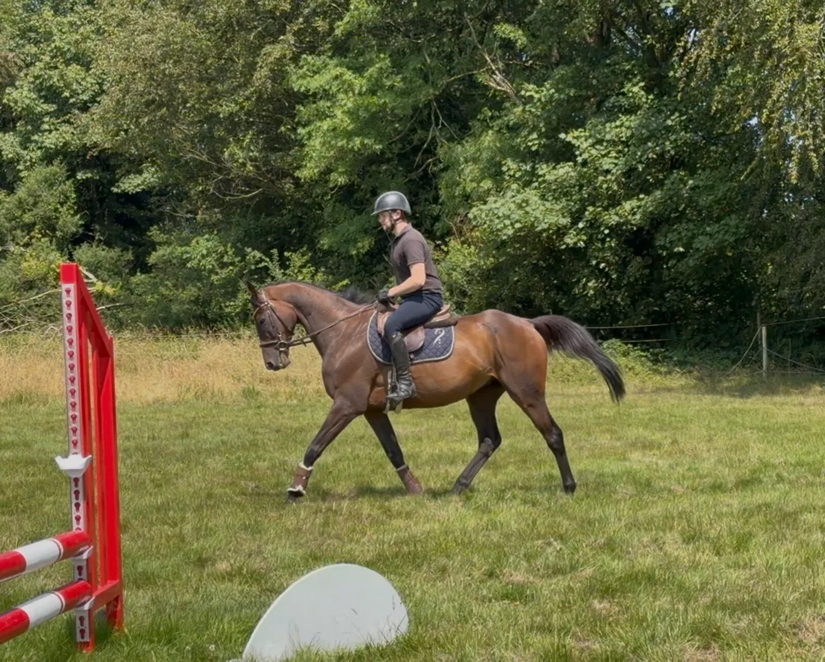Sweet 7 year old all rounder - Image 4