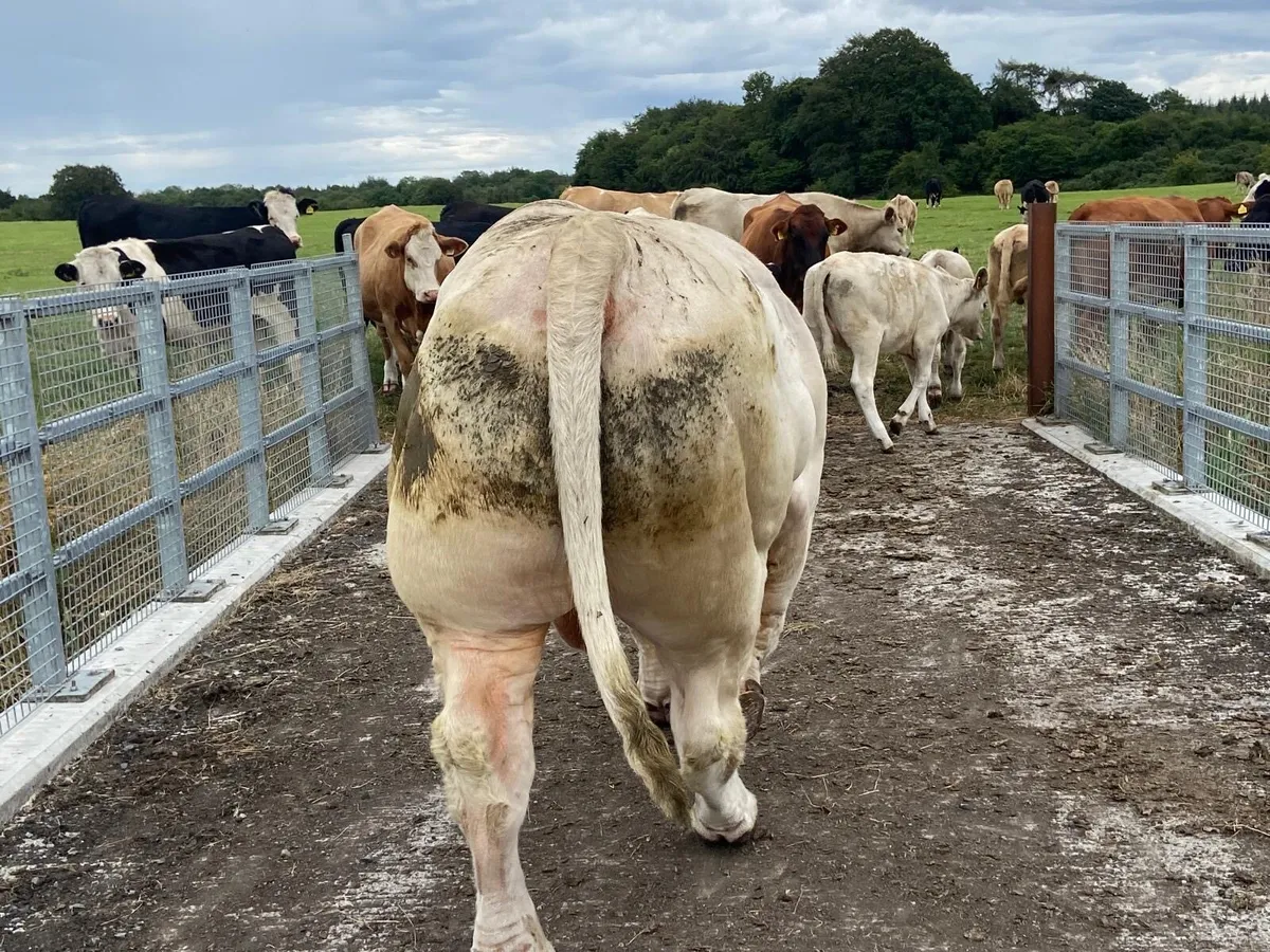 Charolais  bull - Image 2