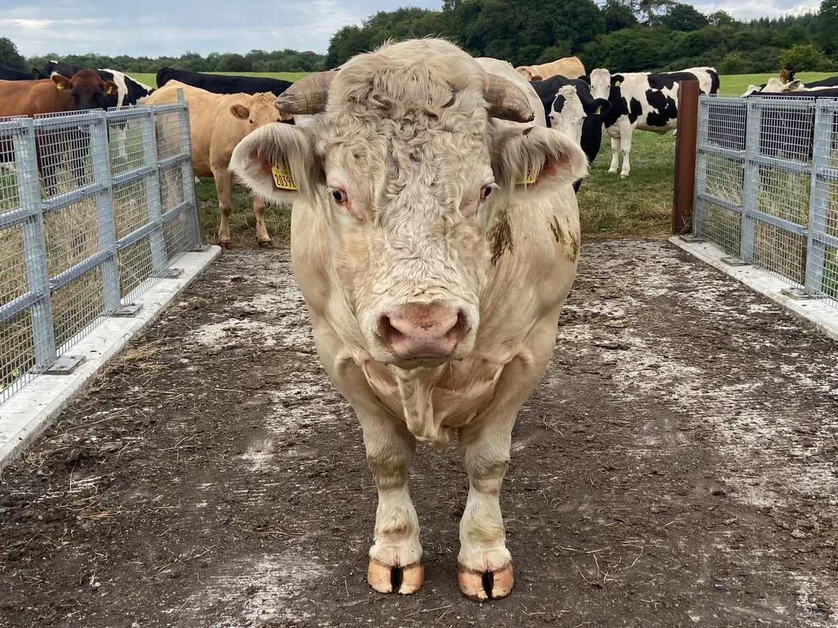 Charolais  bull - Image 4