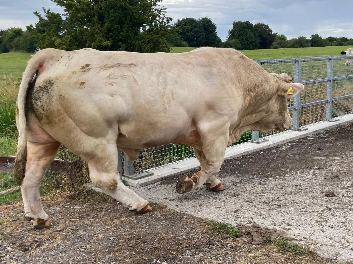 Charolais  bull - Image 3