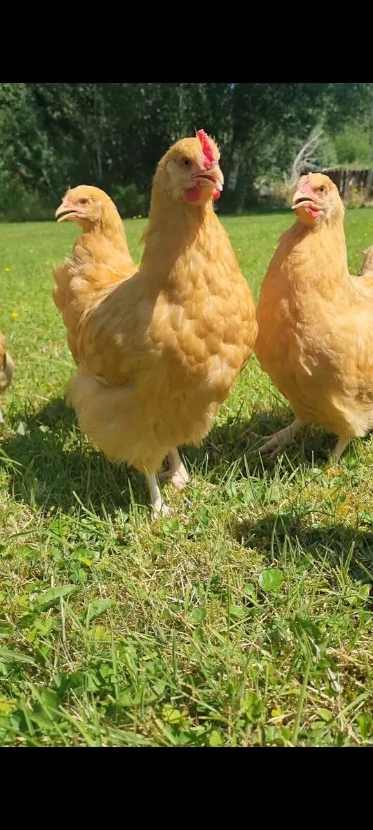 Young Buff Orp roosters - Image 1