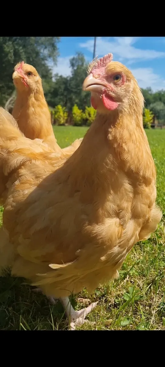 Young Buff Orp roosters - Image 2