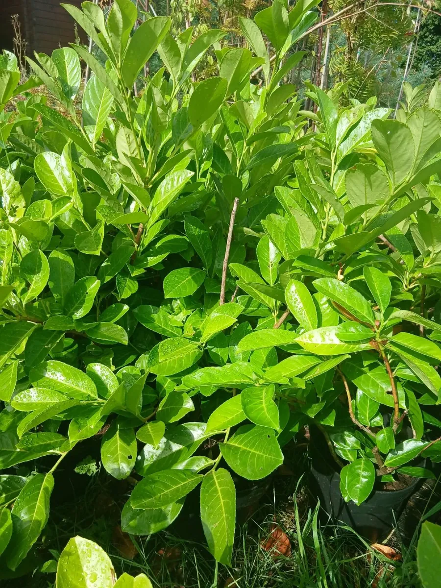 Instant Laurel Hedging €8 each - Image 2