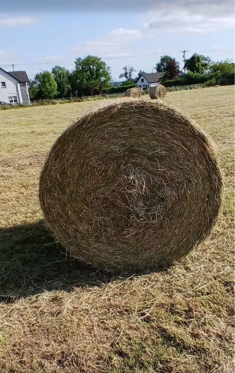 Round bales of hay - Image 1