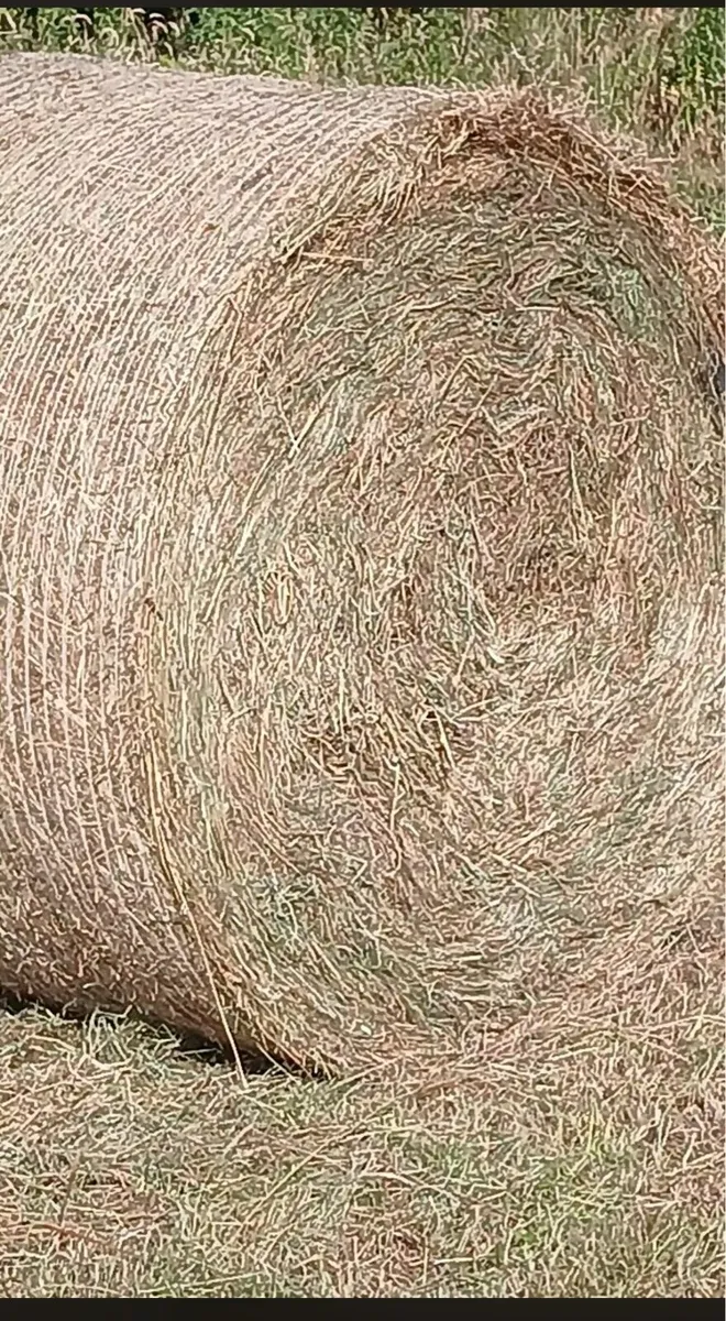 Round bales of hay - Image 2