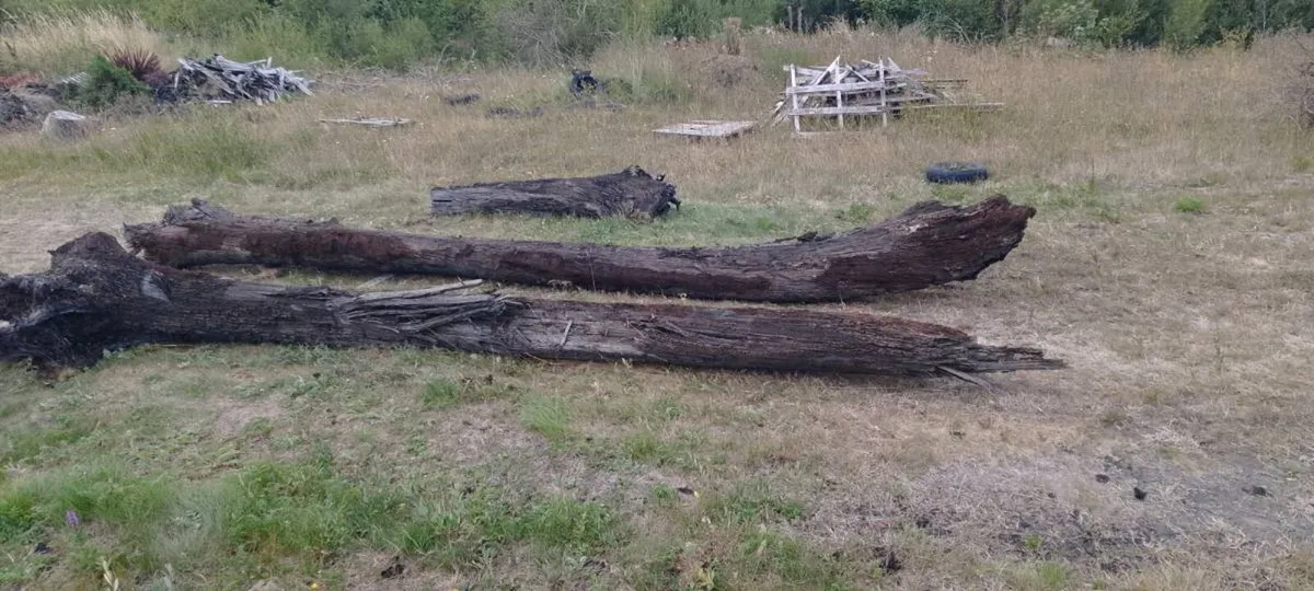 Bog oak - Image 1