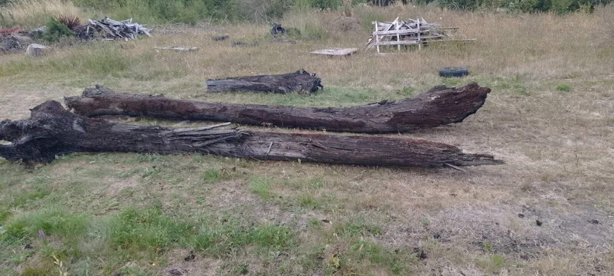 Bog oak - Image 3