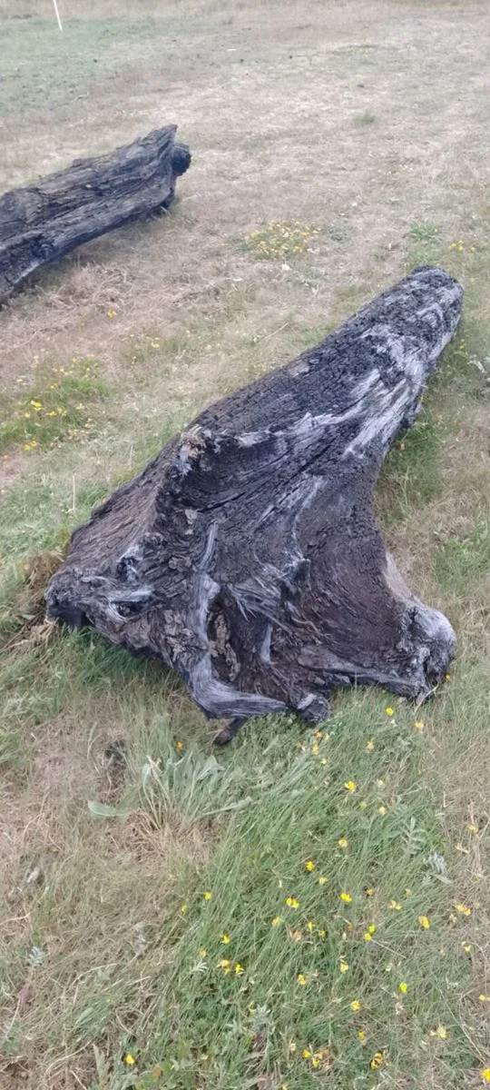 Bog oak - Image 4