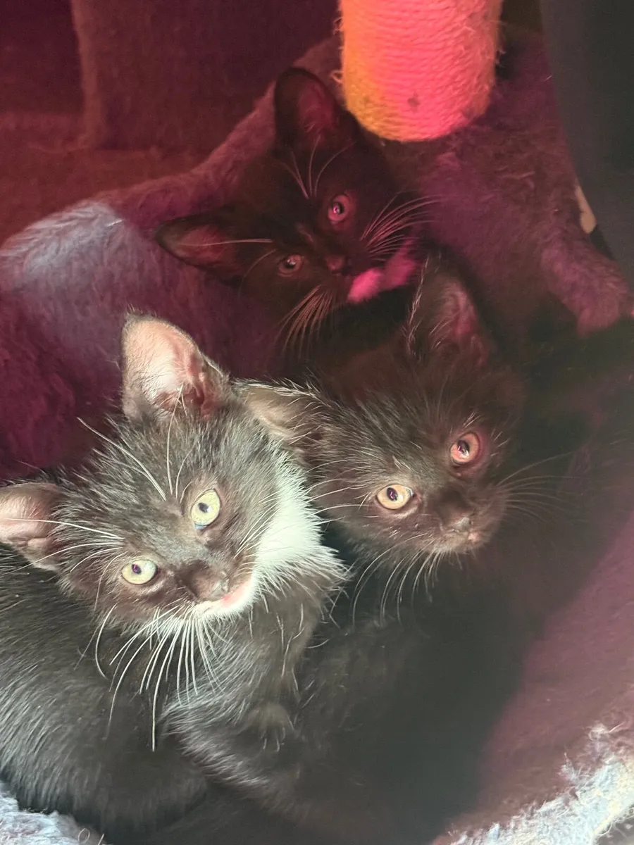 Kitten - Image 2