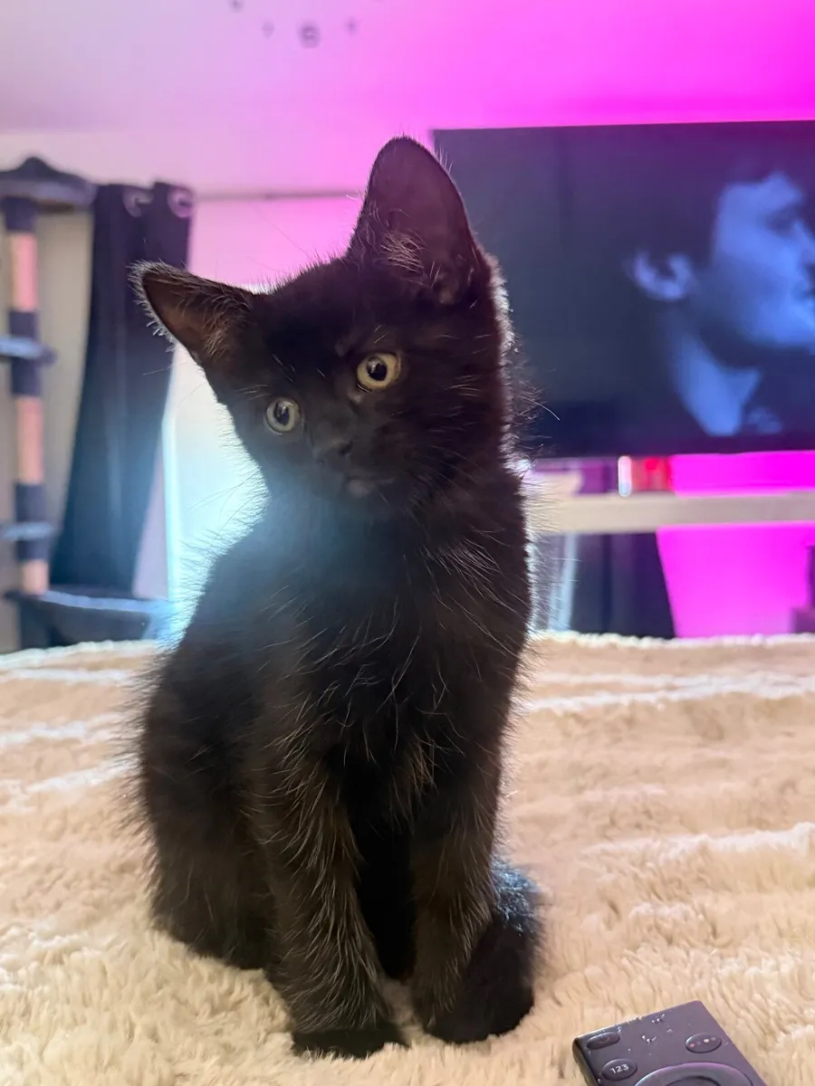 Kitten - Image 3