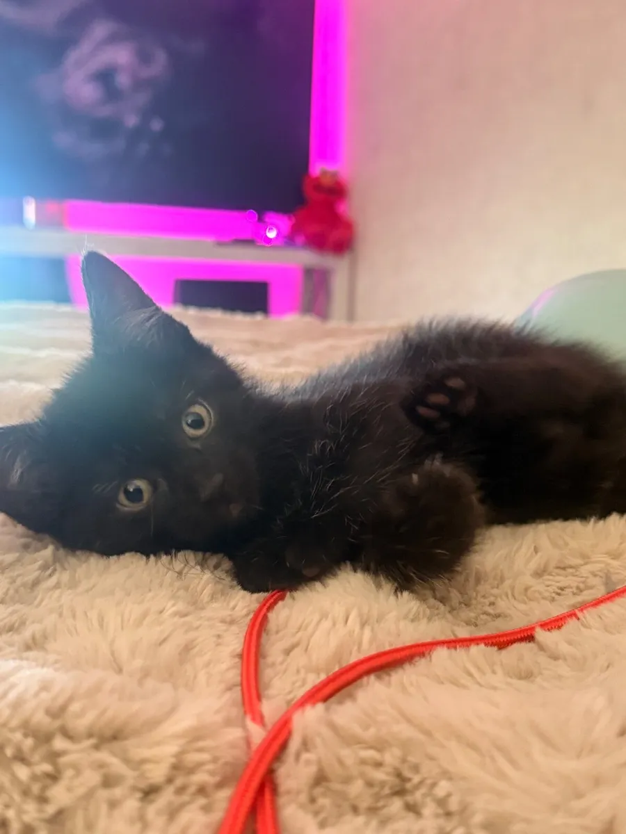 Kitten - Image 4