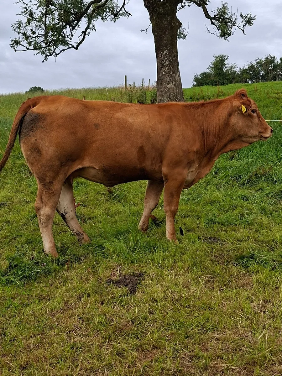 PB LM in calf Heifer - Image 1