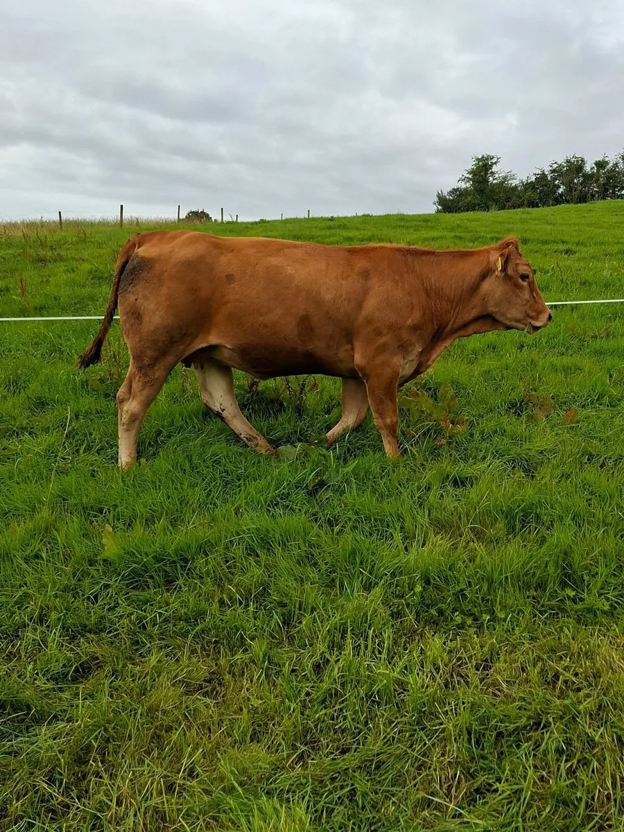 PB LM in calf Heifer - Image 3