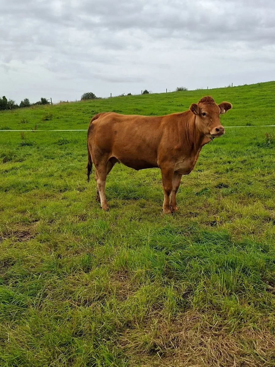 PB LM in calf Heifer - Image 4