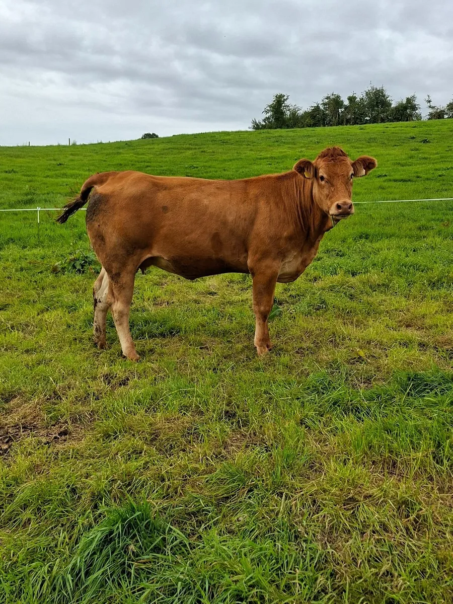 PB LM in calf Heifer - Image 2